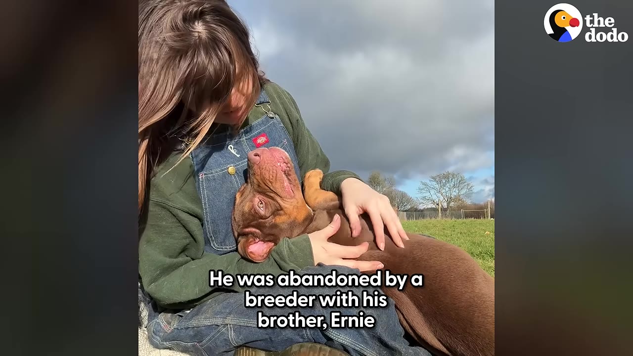 A brown dog lies in the lap of a woman wearing denim overalls, looking up affectionately at her face while she cradles its head.