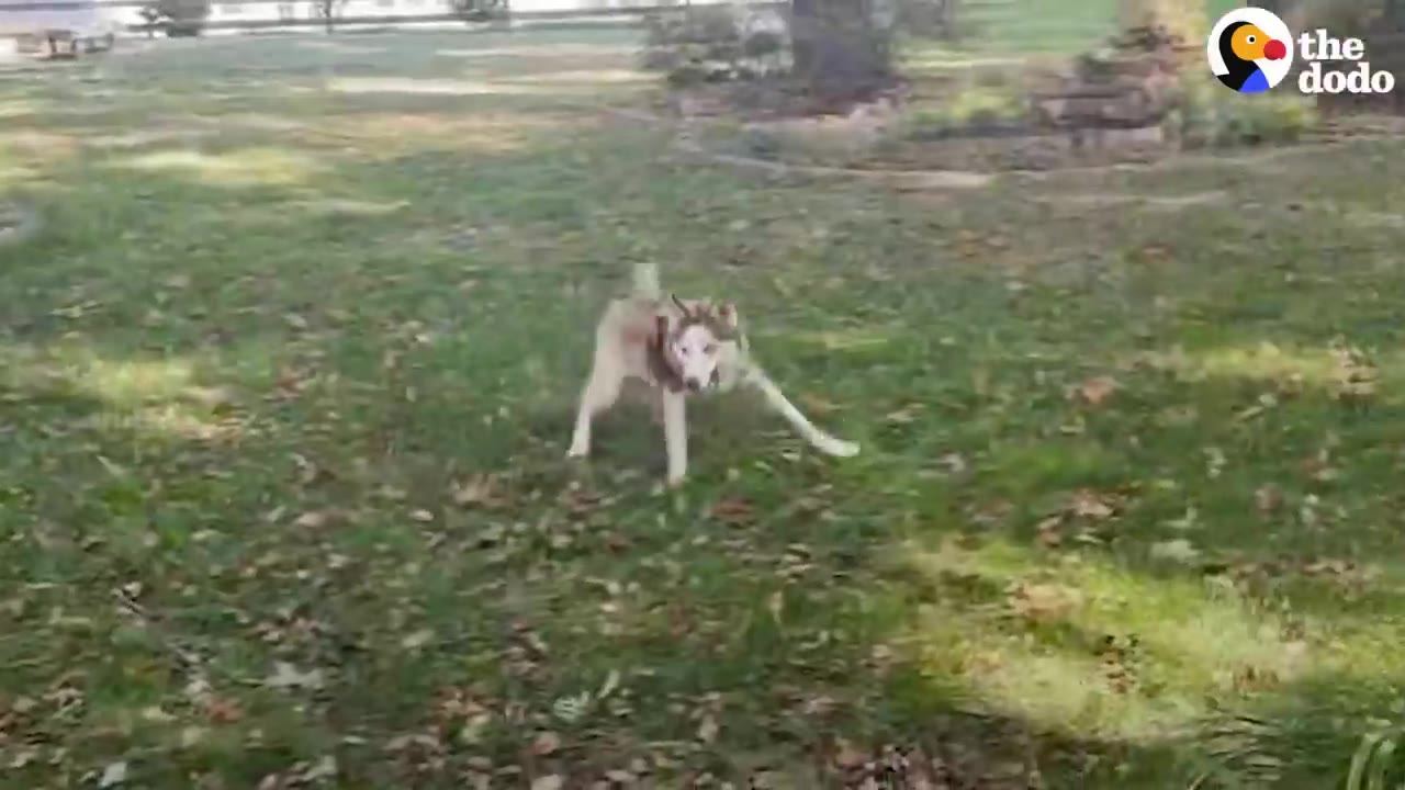 A light-colored husky dog stands on a grassy lawn with fallen leaves, looking towards the camera.