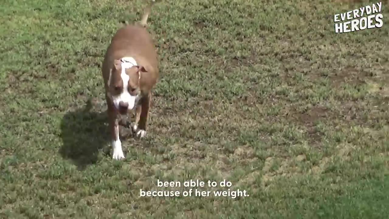 A brown and white dog trotting forward across a grassy lawn.