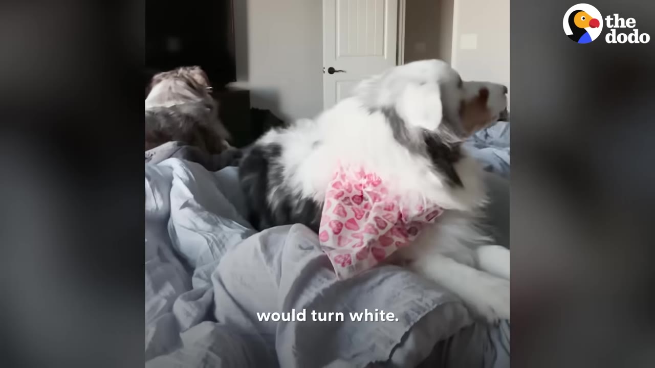 A fluffly Australian Shepherd dog with white, grey, and brown fur sitting on a bed while wearing a pink patterned bandana.