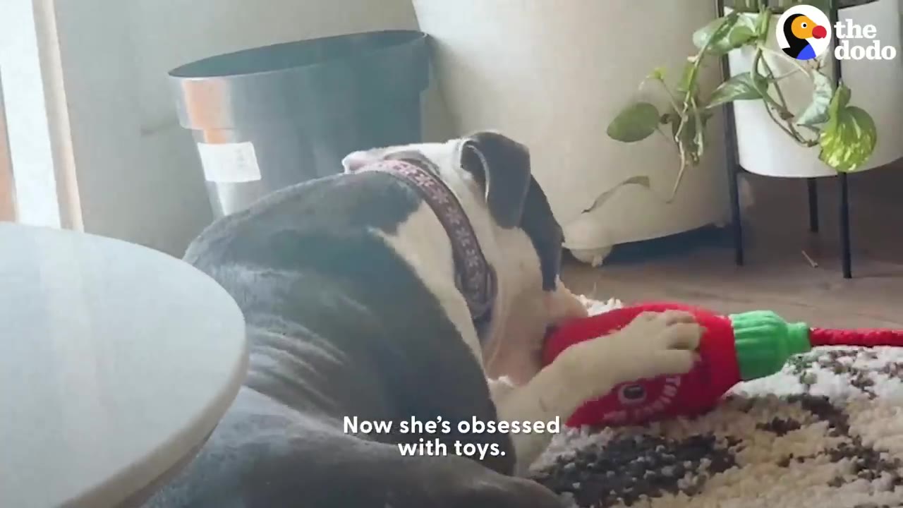 A black and white dog lying on a rug, chewing on a red plush toy shaped like a hot sauce bottle.