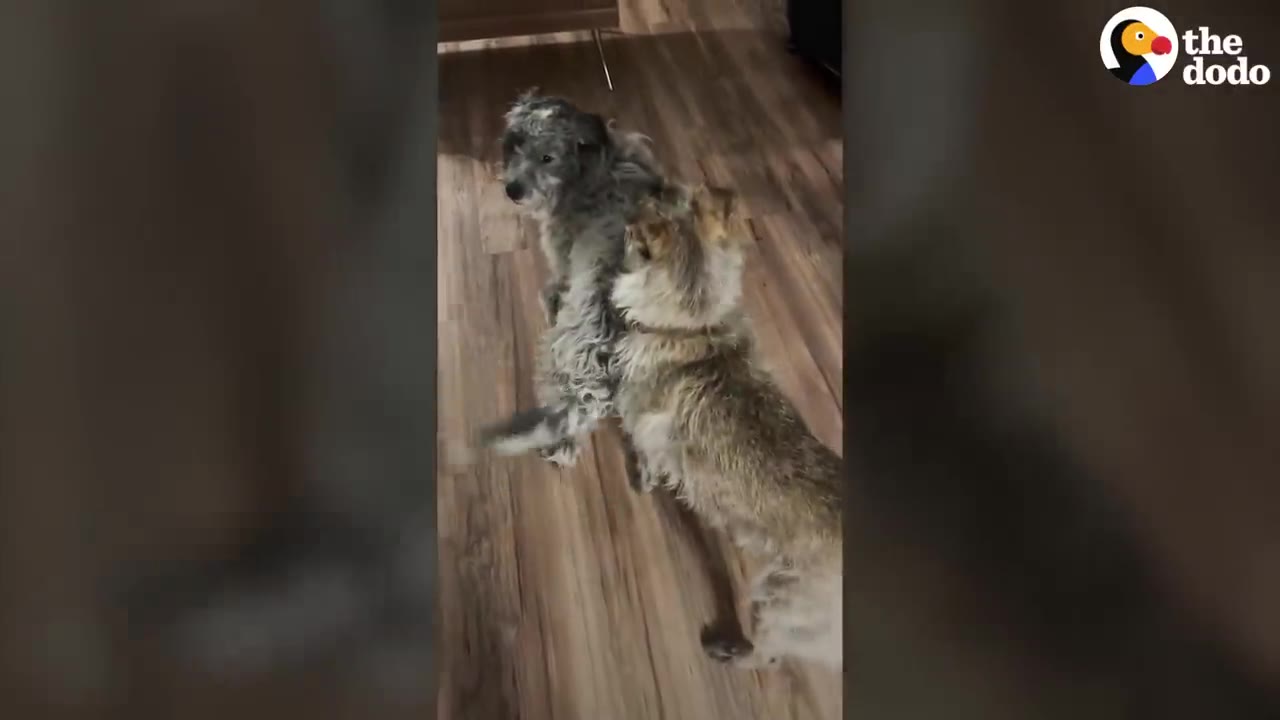 Two scruffy, greyish-brown dogs standing on a wooden floor, interacting with each other.