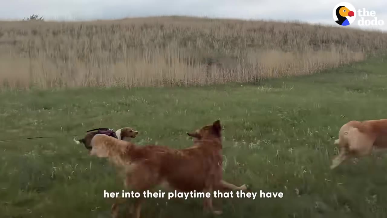 A small dog and two larger golden-colored dogs running and playing together in a grassy field.