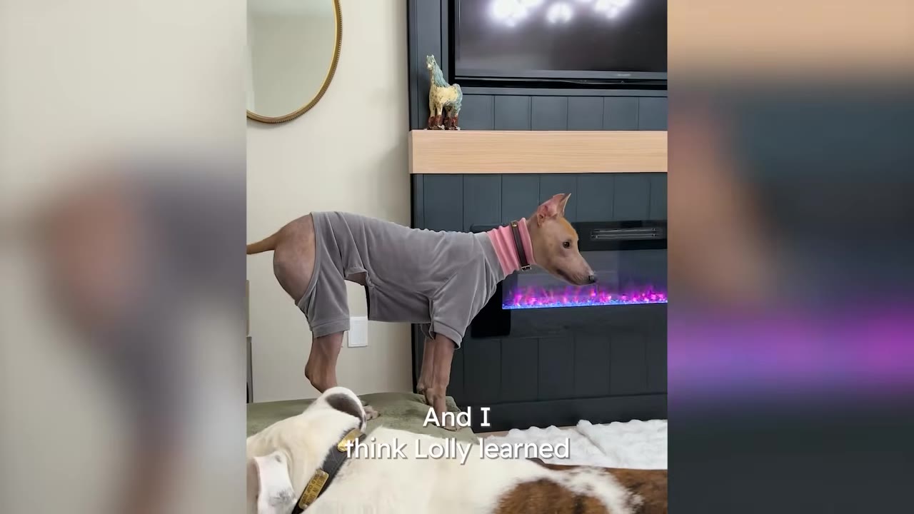 A hairless dog wearing a grey sweater and pink collar stands on a ottoman near an electric fireplace while another dog rests in the foreground.