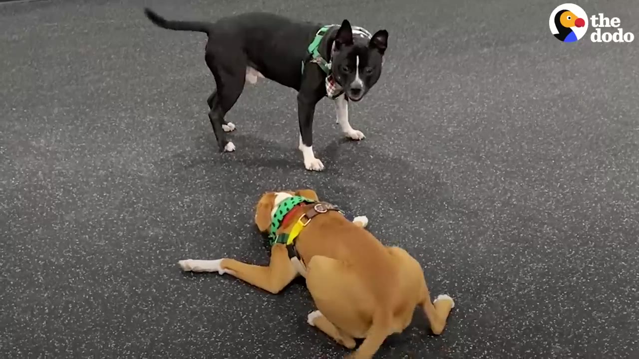A black and white dog stands looking at a tan dog lying down in a playful pose on a dark floor.