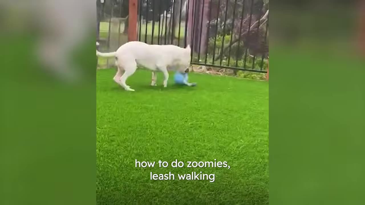 A white dog playing with a blue toy on a green lawn outdoors.