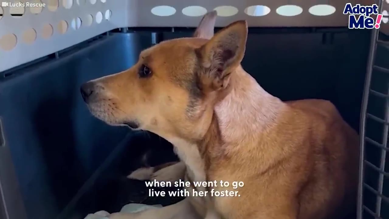 A tan and white dog with pointed ears sits inside a pet carrier, looking out to the side.