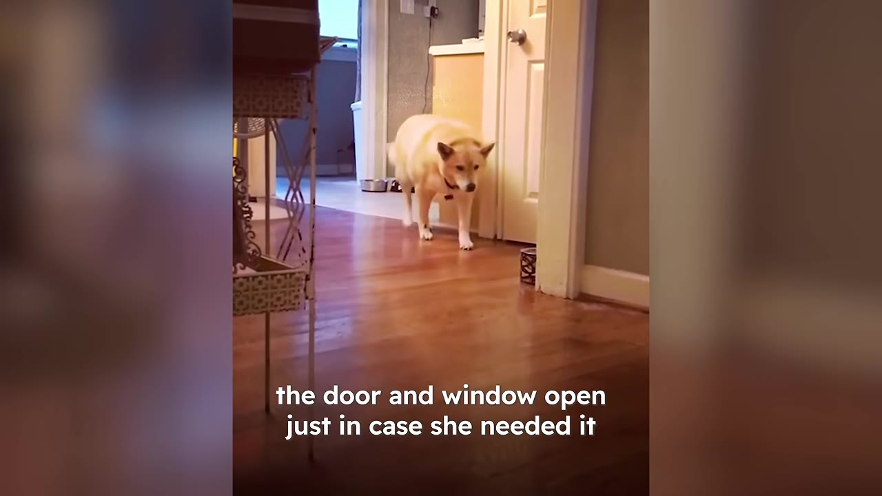 A light brown dog walks cautiously down a wooden hallway inside a house.