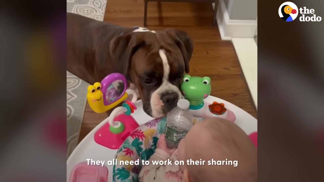 A boxer dog leaning over a colorful baby activity station where a baby holds a plastic water bottle.