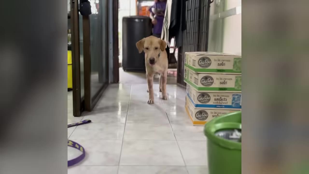 A light brown dog stands in a hallway looking directly at the camera with its mouth slightly open.