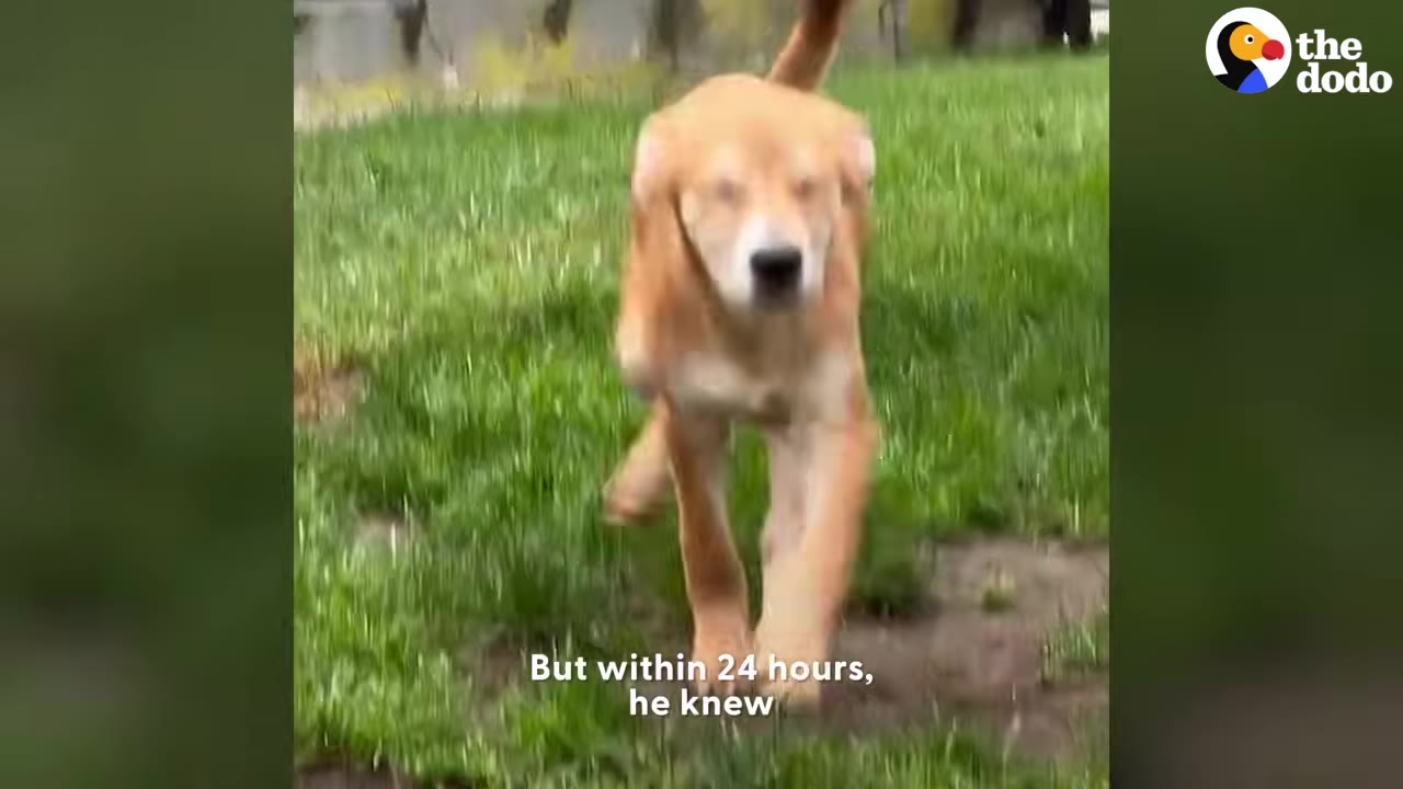 A light brown dog running forward across a grassy yard toward the camera.