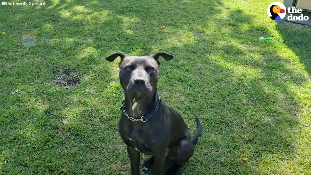 A dark short-haired dog wearing a collar sitting upright on bright green grass outdoors and looking forward.