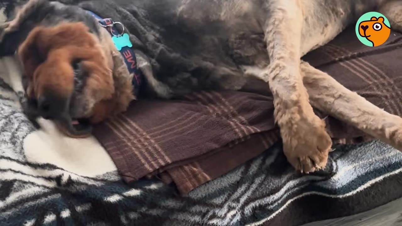 A dog wearing a blue collar lies on its back comfortably on a brown blanket.