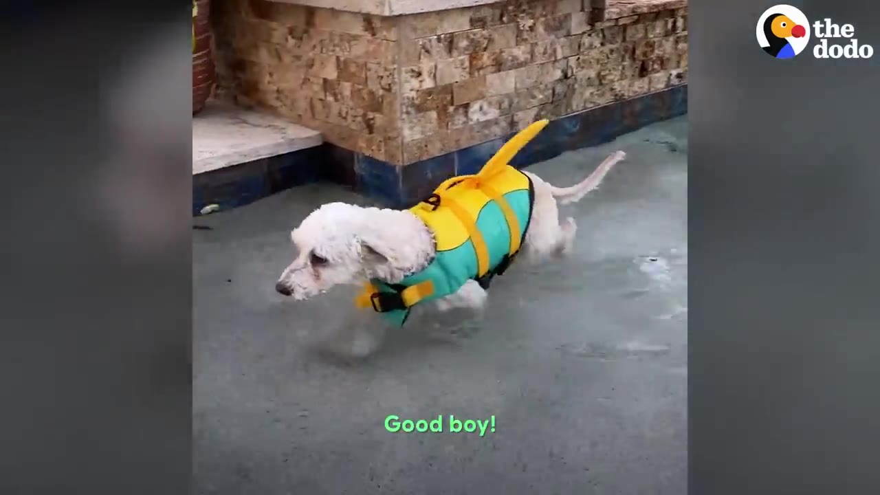 A small white dog wearing a green and yellow shark fin life jacket walking along a pool deck.
