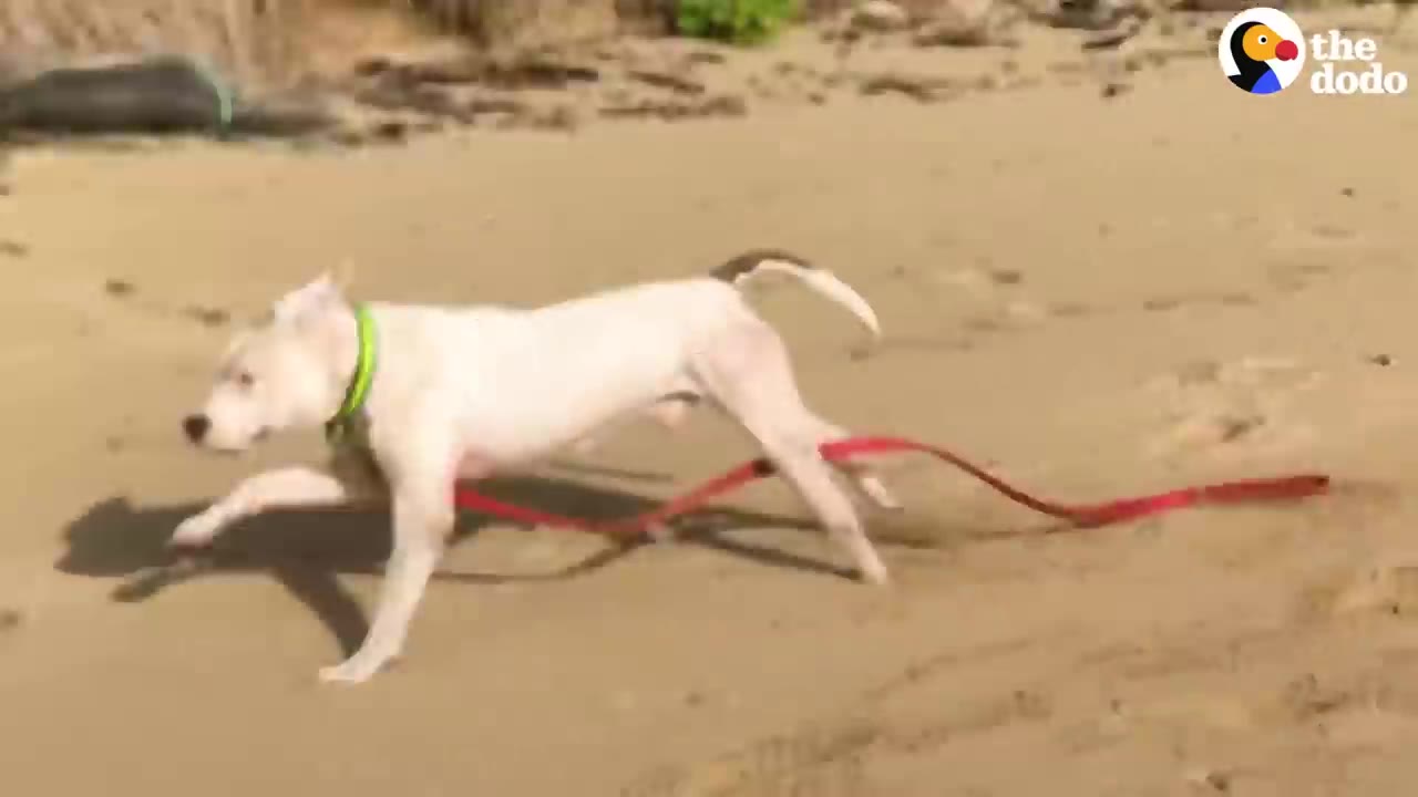 A white dog with a green collar running across a sandy beach with a red leash trailing behind.
