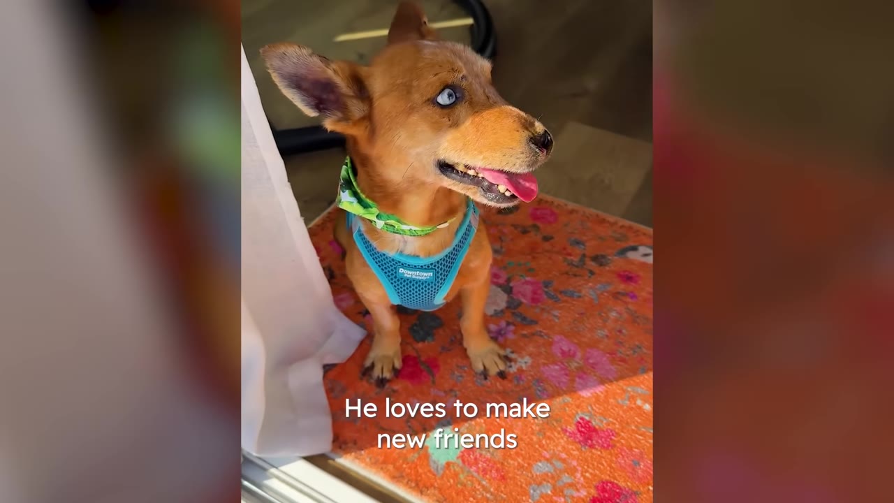 A small brown dog wearing a blue harness and green bandana sitting on a floral rug and looking up eagerly with its tongue out.
