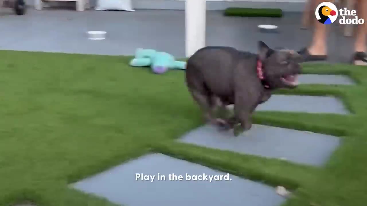 A dark French bulldog wearing a pink collar running across a backyard lawn with stone pavers.