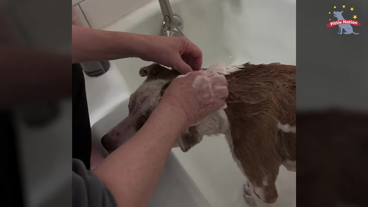 A person's hands gently washing a brown and white dog with soapy water in a white bathtub.