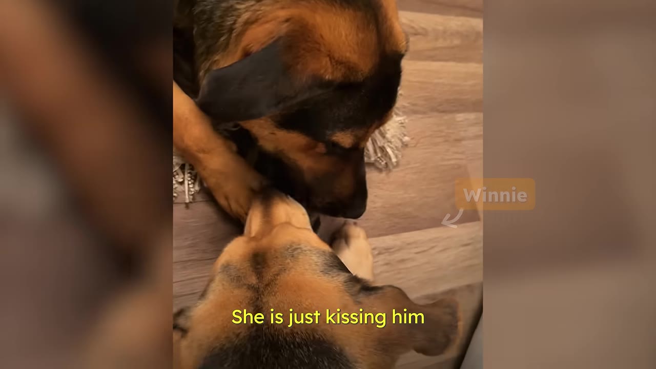 A close-up overhead shot of two dogs gently interacting, with one dog nuzzling the other's face.