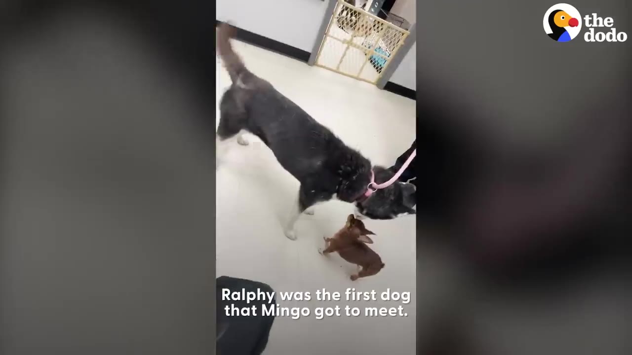 A black and white husky-type dog on a leash leans down to greet a tiny brown dog on a tiled indoor floor.