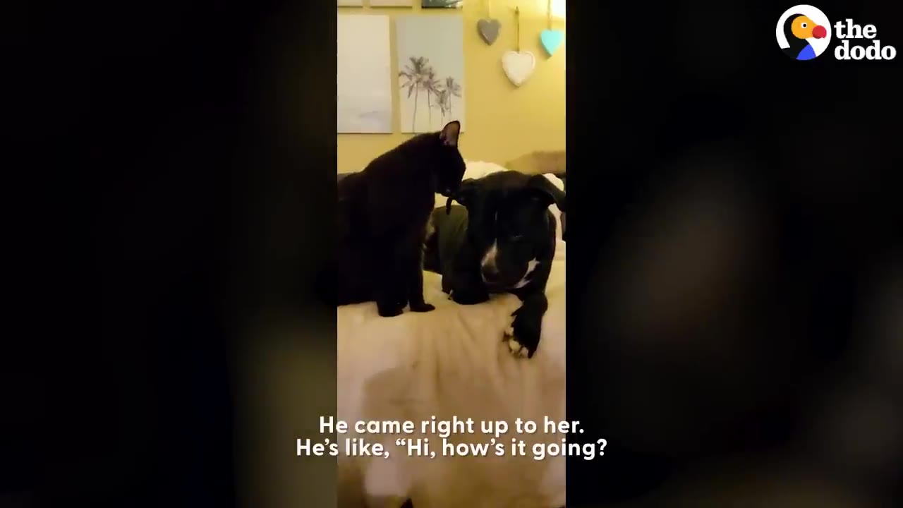 A black cat stands on a bed and gently sniffs the ear of a black and white dog lying down.