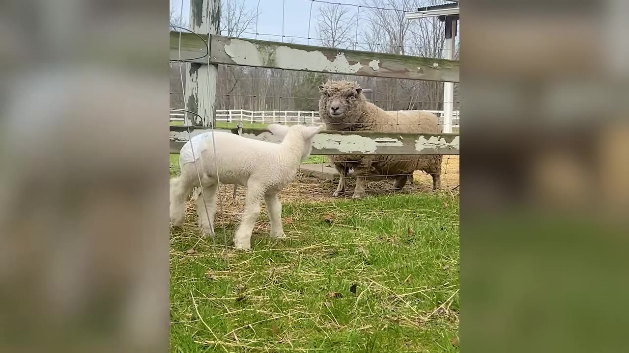 A small white lamb wearing a diaper standing near a wooden fence, looking face-to-face at a larger fluffy sheep on the other side.