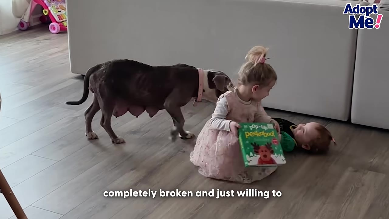 A thin, brown and white dog with a pink collar cautiously approaches two young children playing on the floor.