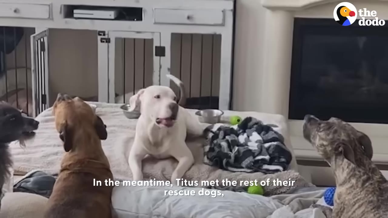 A white dog named Titus lies on a bed surrounded by three other dogs looking towards him.