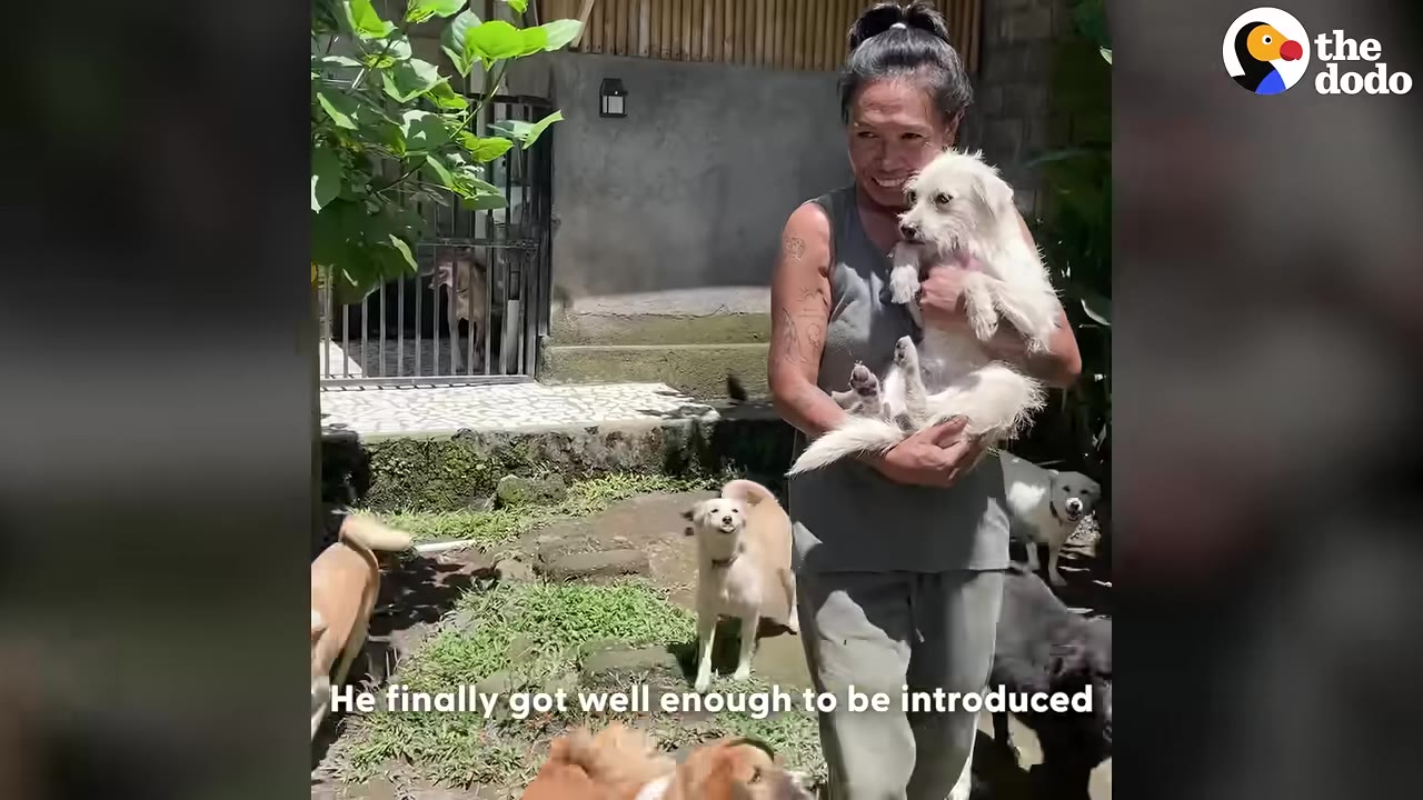A woman smiling as she holds a small white dog in her arms, surrounded by several other dogs of different breeds in an outdoor yard.