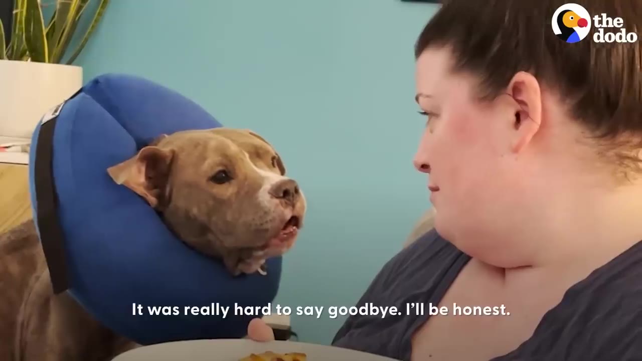 A tan dog wearing a blue inflatable collar looks towards a woman sitting next to it while holding a plate.