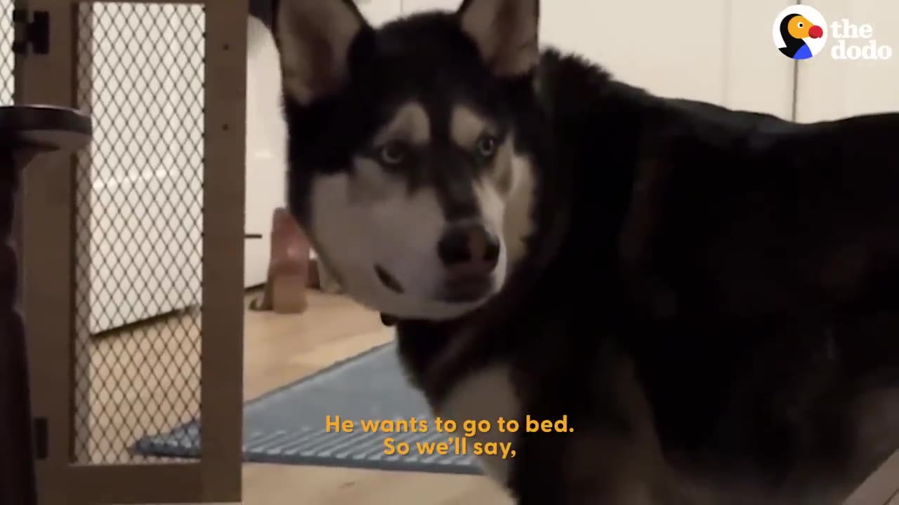 A black and white Husky standing indoors and looking expectantly toward the camera.