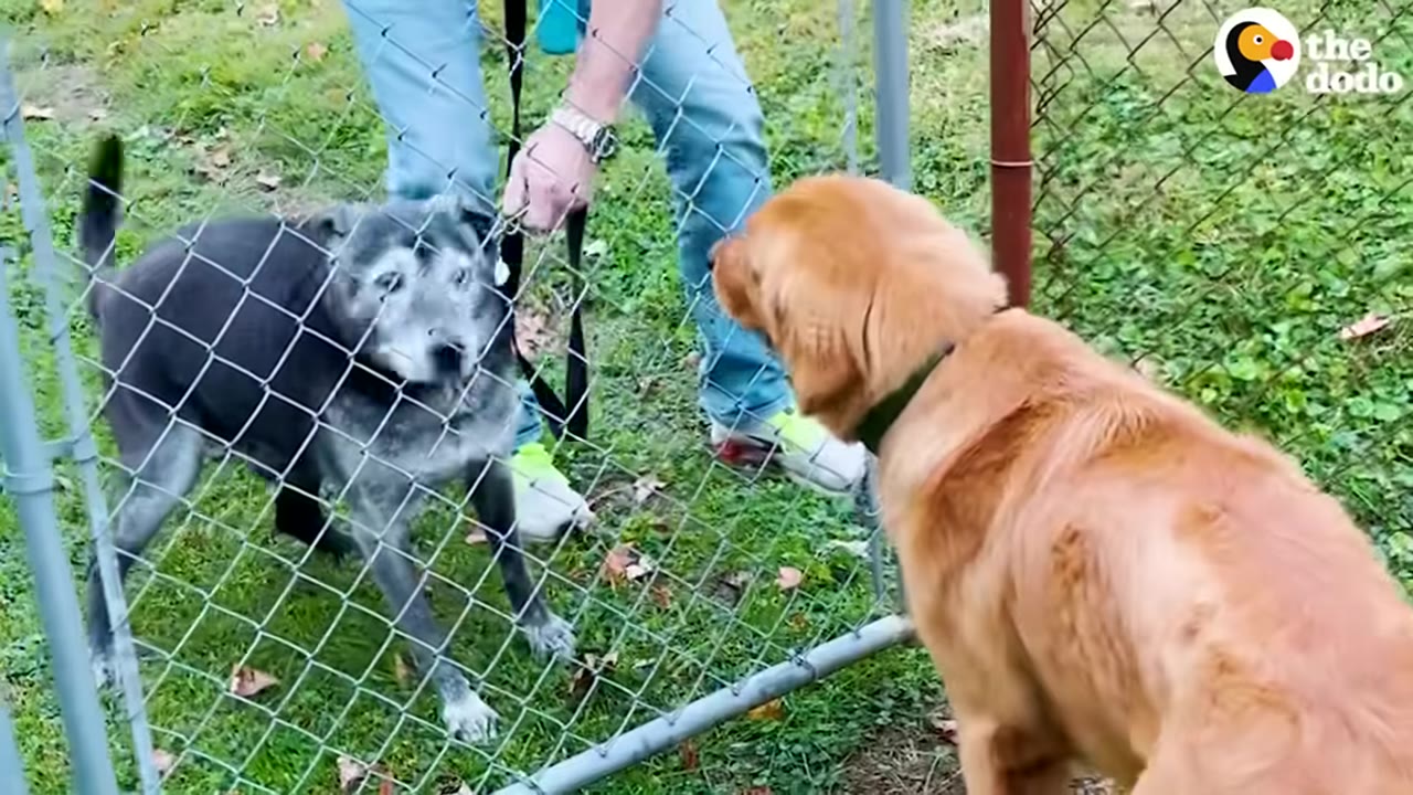 A golden dog and a gray dog looking at each other near a chain-link fence in a grassy yard.