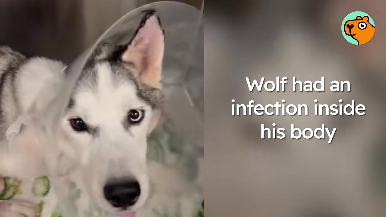 A Siberian husky wearing a clear protective cone looking directly forward.