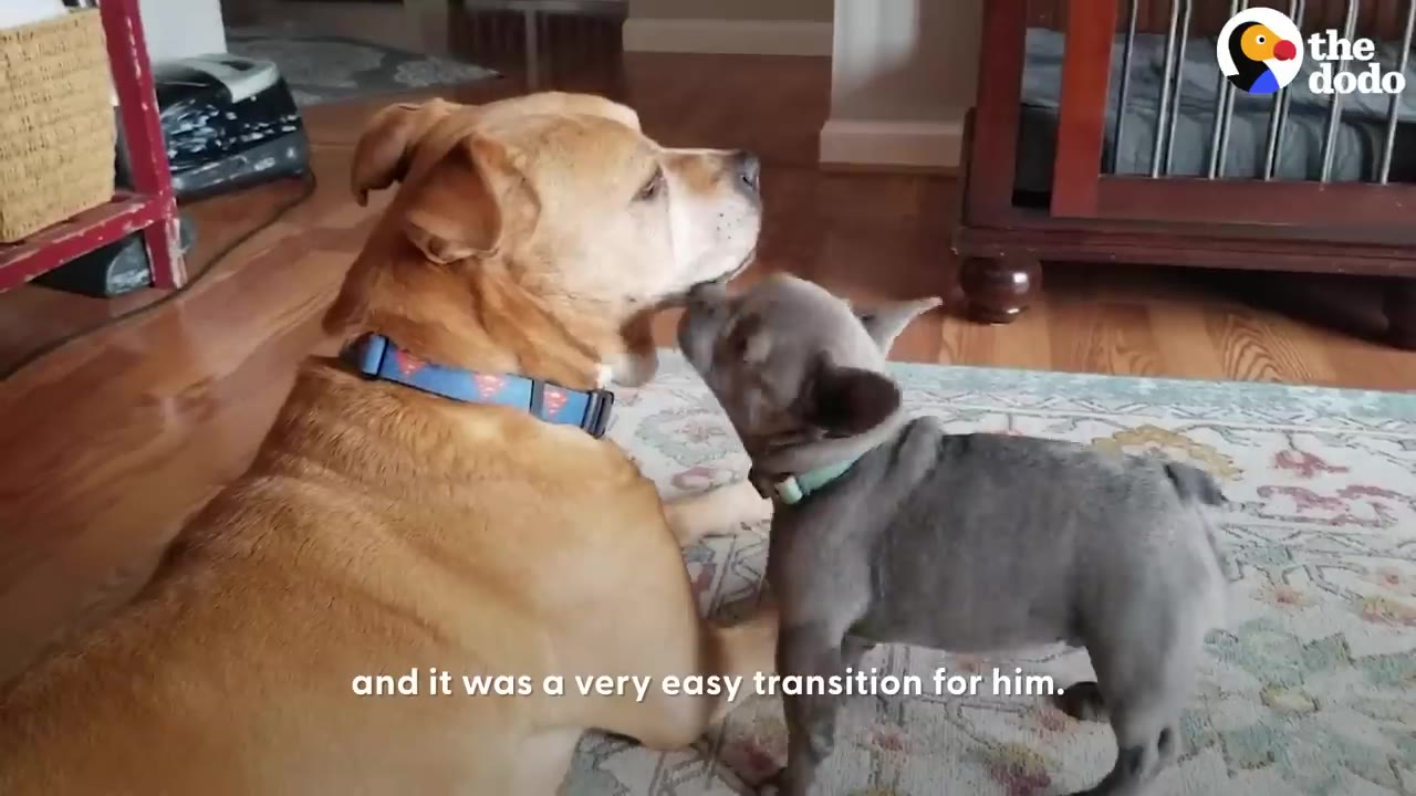 A small grey puppy nuzzling a large tan pit bull sitting on a rug indoors.