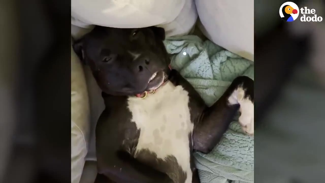 A black and white dog lying on her back among soft pillows and blankets.