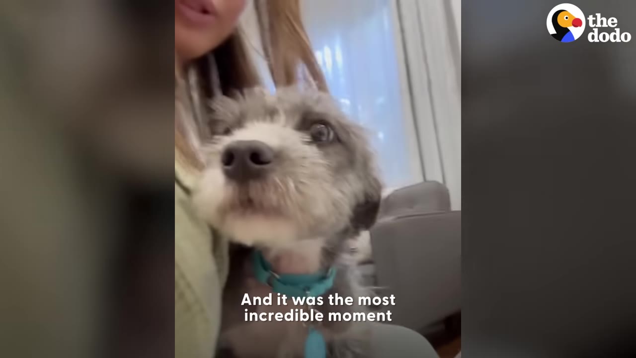 A small scruffy grey dog with a teal collar sits very close against a person's chest.