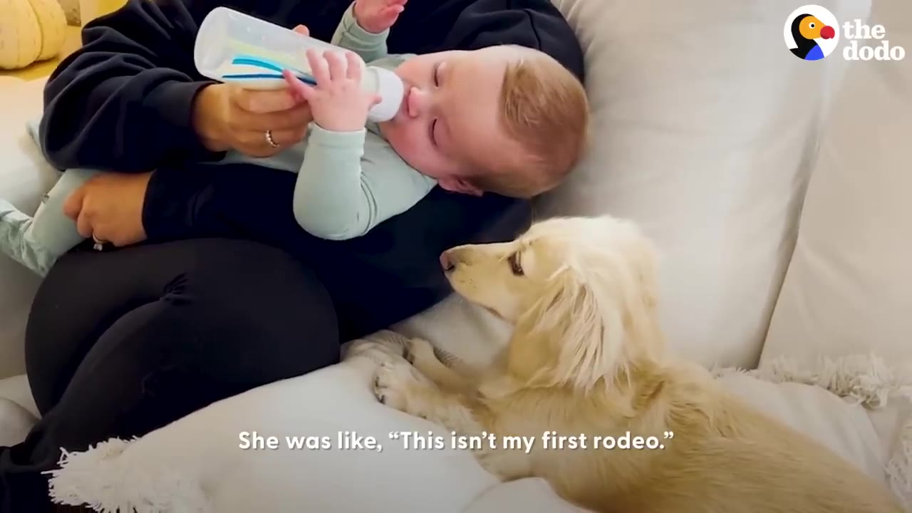 A longhaired dachshund sits on a sofa watching a baby drinking from a bottle held by an adult.