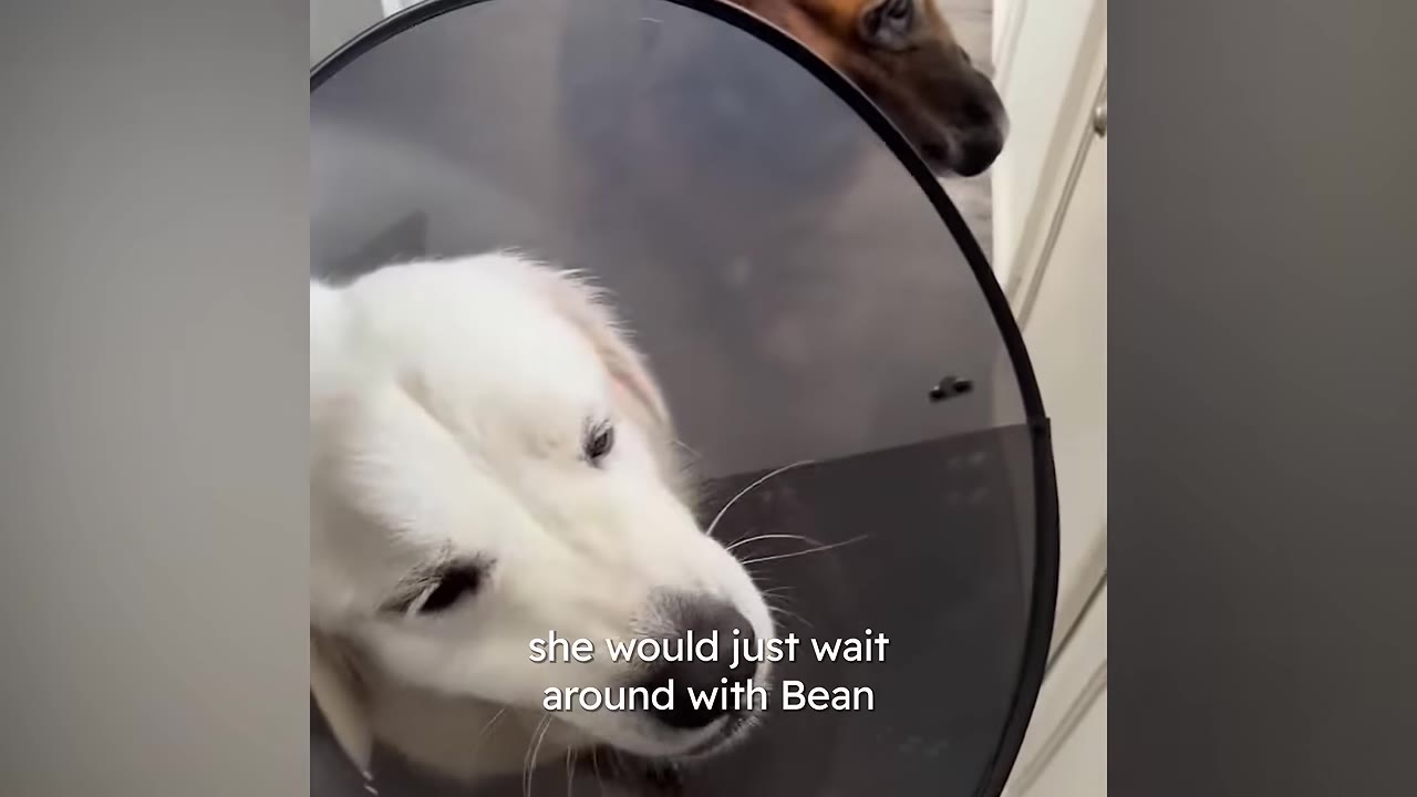 A white dog wearing a dark medical cone looks down while a brown dog stands close behind her.