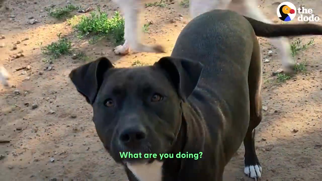 A dark-colored pit bull mix dog looking directly at the camera while standing on dirt outdoors.