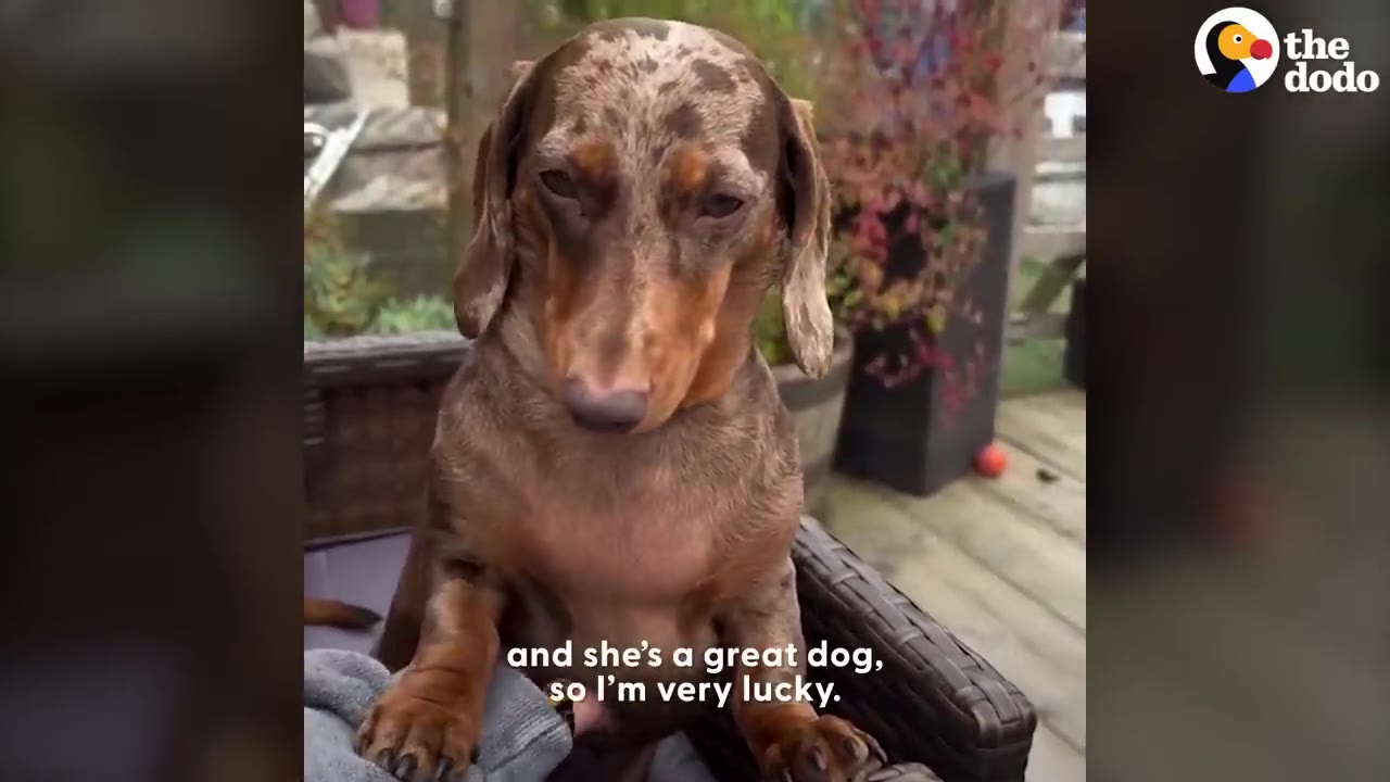 A brown dapple dachshund dog sitting upright on an outdoor chair.