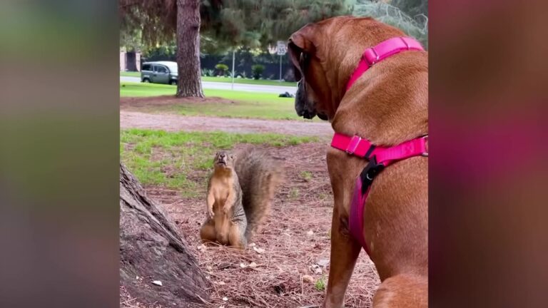 Louisiana Woman Adopts A Boxer Nobody Wanted, Then Discovers Her Unexpected Connection With Park Squirrels
