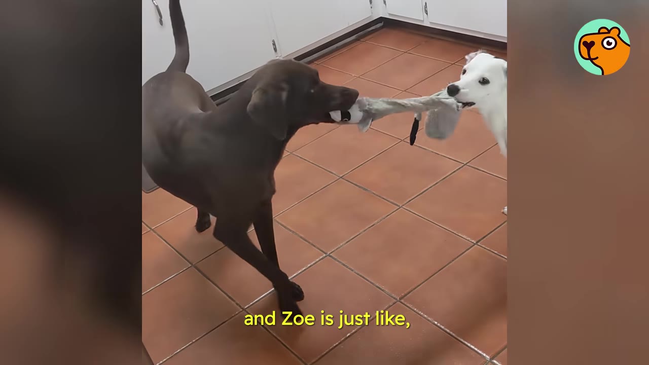 A brown dog and a white dog playing tug-of-war with a plush toy on a tiled kitchen floor.