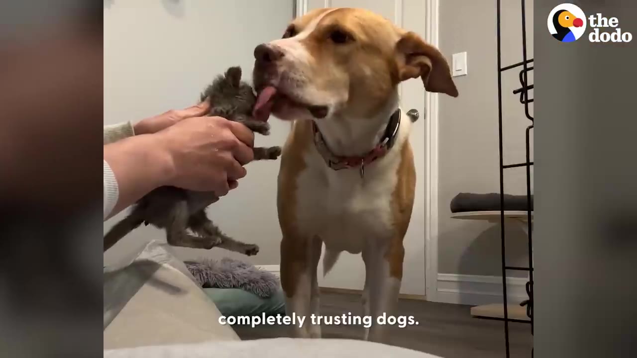 A tan and white dog licks a small gray kitten held in a person's hands.