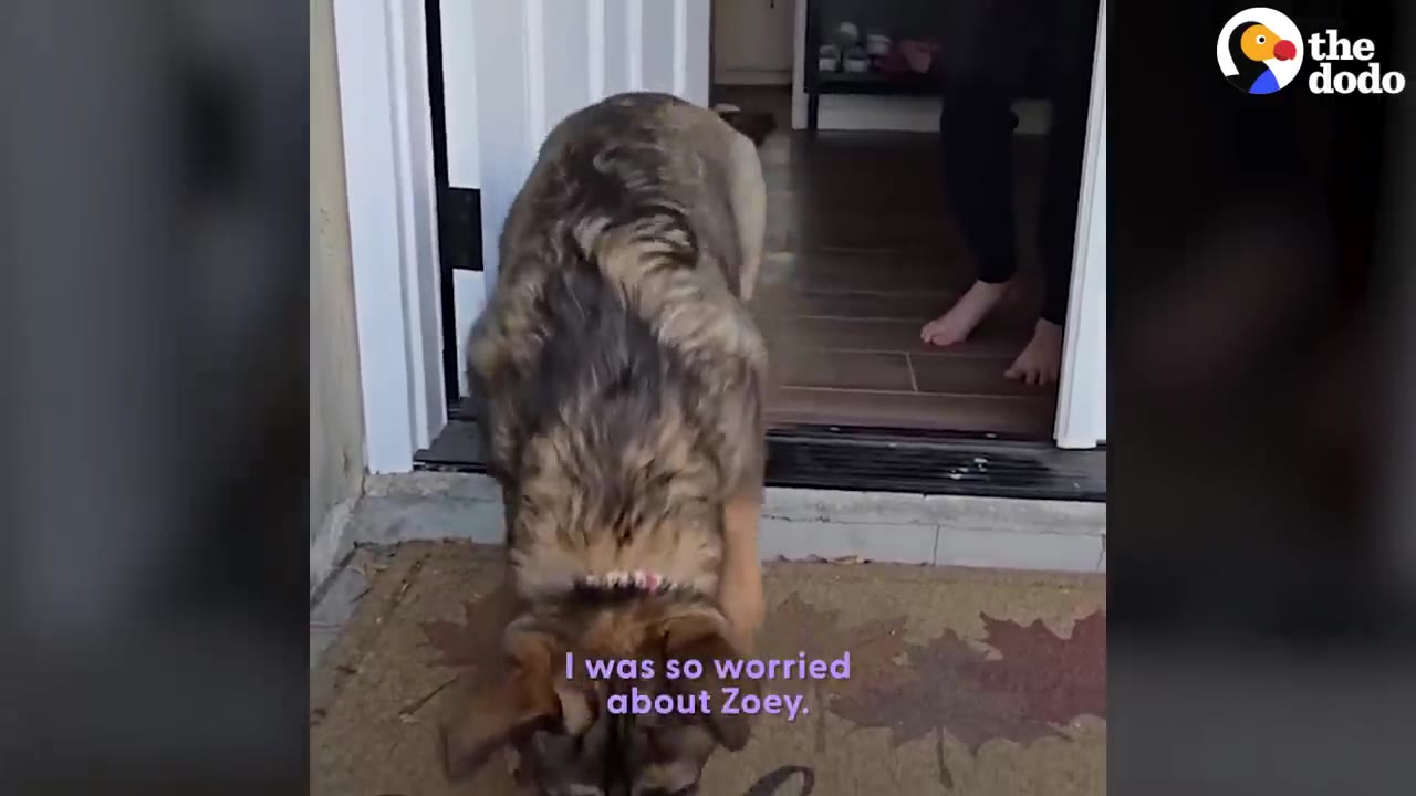 A German Shepherd dog carefully steps out of a doorway onto a doormat with autumn leaves printed on it.