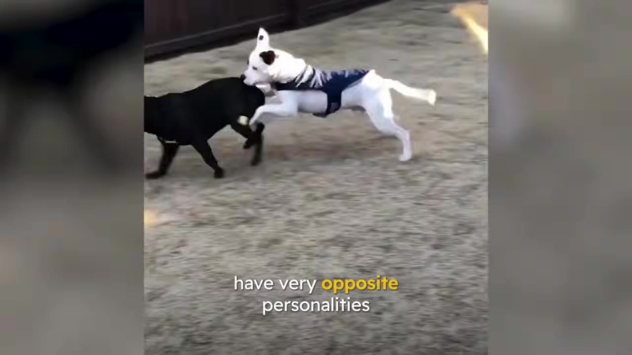 A white dog wearing a dark blue harness plays outdoors on a grassy lawn with a black dog.