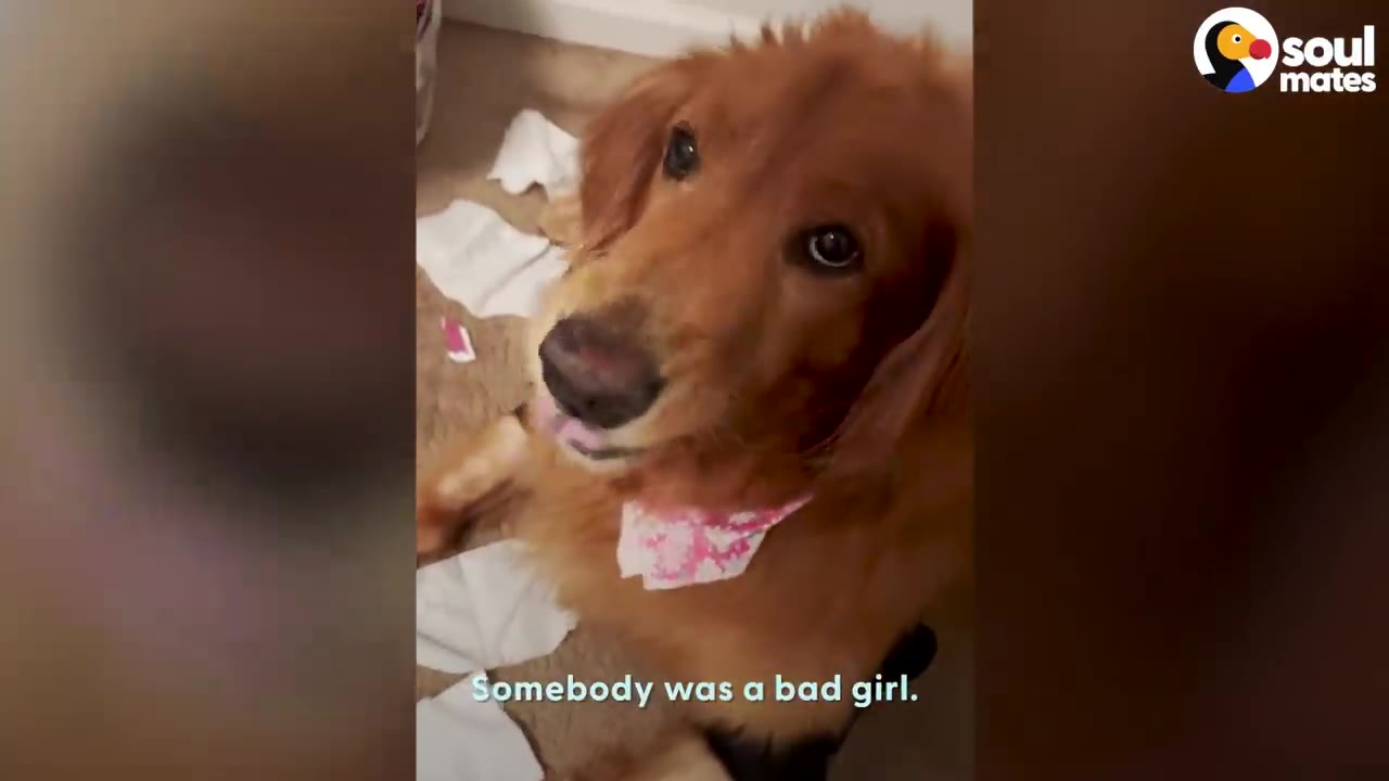 A golden retriever wearing a pink bandana looks up towards the camera while sitting among torn paper on the floor.