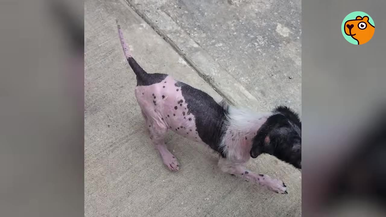 A small, hairless spotted puppy standing on a concrete surface with its tail raised in a prancing stance.