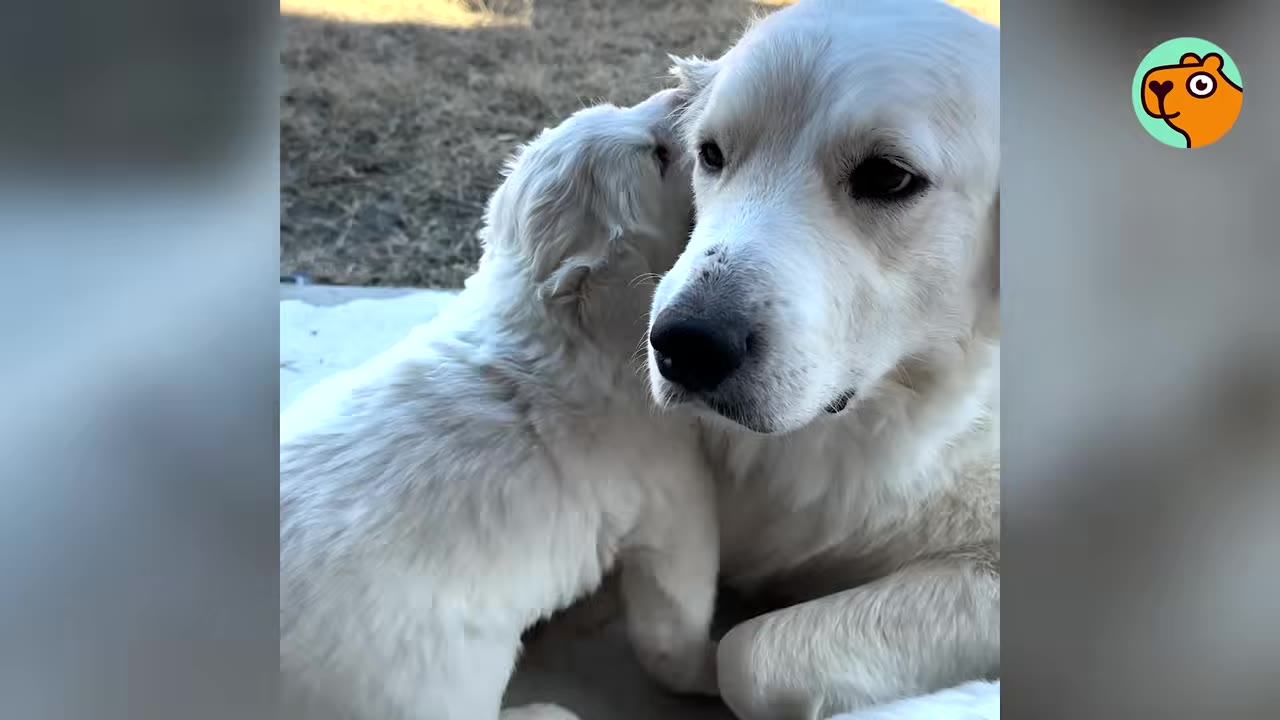 A small fluffy white puppy nuzzles against the cheek of an adult white dog outdoors.