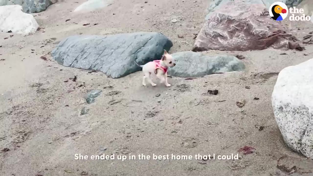 A tiny white puppy wearing a pink harness walks on a sandy beach surrounded by large rocks.