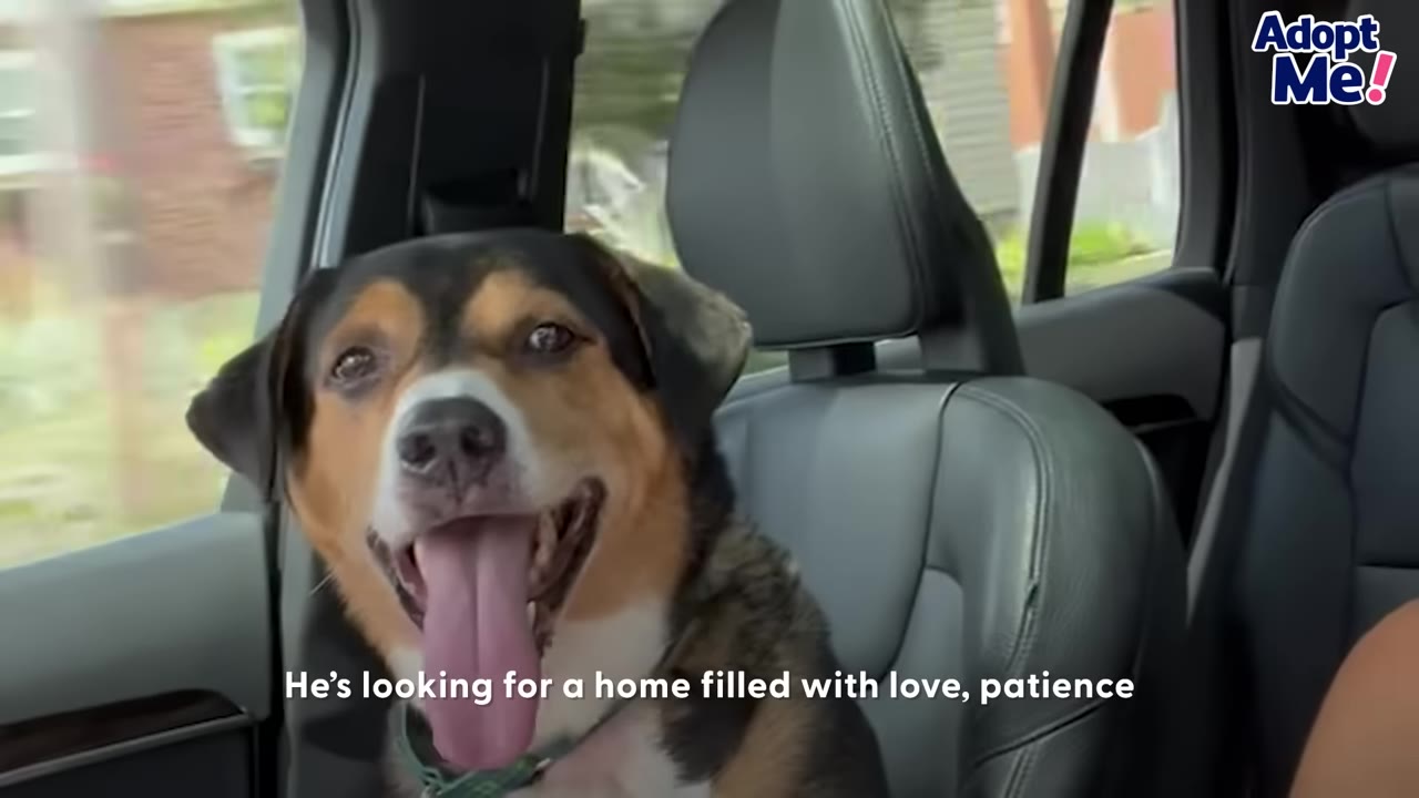 A happy tricolor dog sits smiling in the passenger seat of a car.